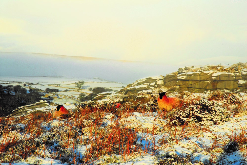 Sample Christmas Card