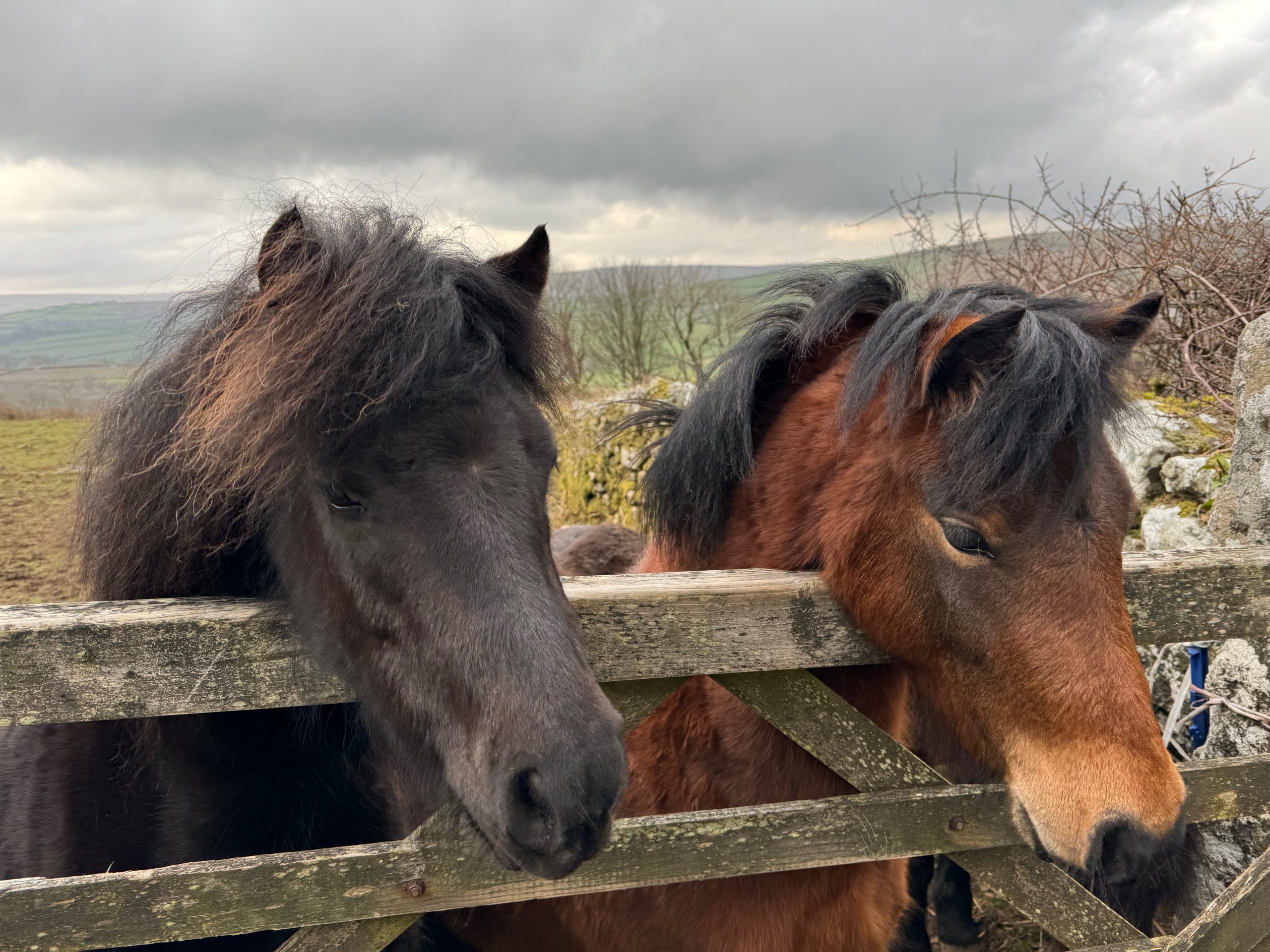 Widecombe Community News