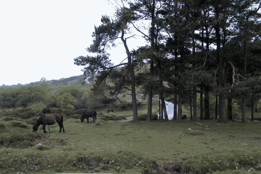 Ruddycleave Brook