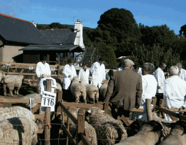 Sheep Judging