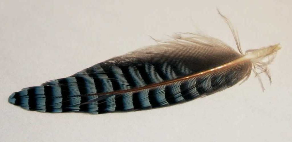 Jay Feather