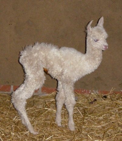 West Webburn Alpacas April 2006 Update